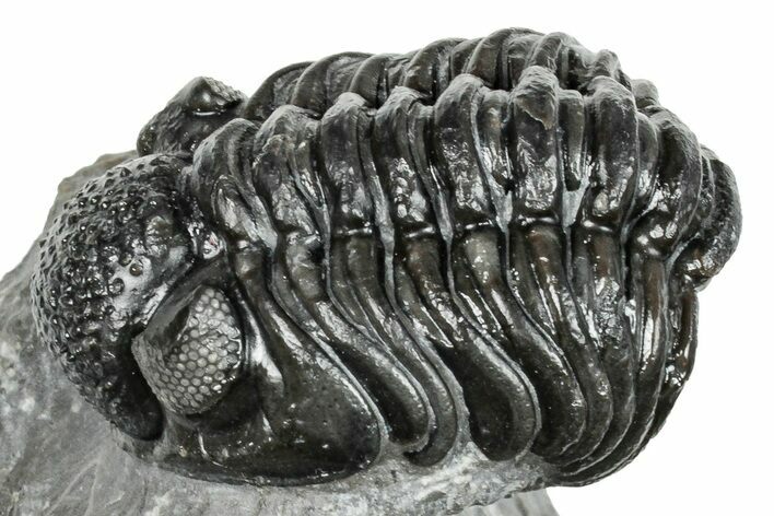 Phacopid (Adrisiops) Trilobite - Jbel Oudriss, Morocco #251639